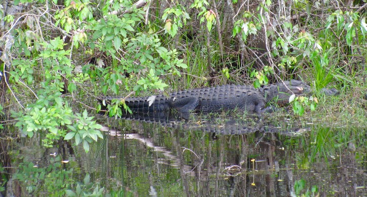 Everglades12