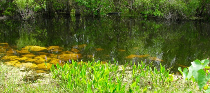 Everglades13