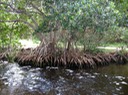 Everglades17