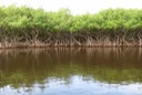 Everglades4