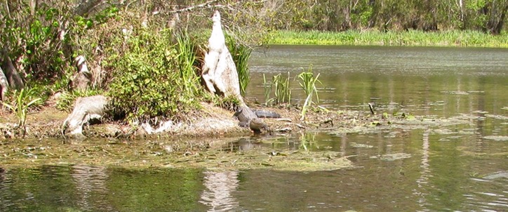 Wakulla Springs5