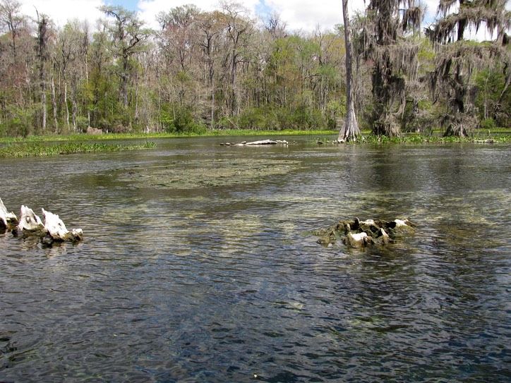 Wakulla Springs6