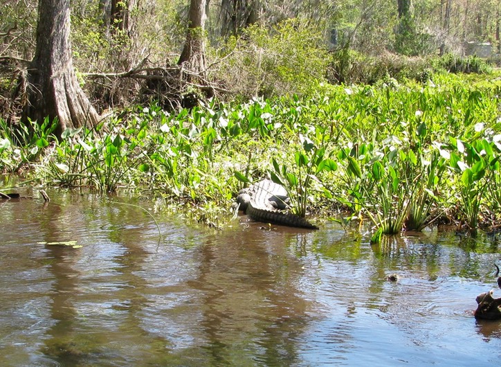 Wakulla Springs8